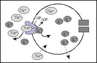 Na + + -ATPaasi pumppaa Na + ionit ulos ja