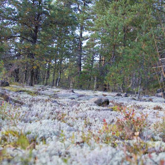 Jo olemassa olevista poluista on muodostettu rengasreittejä, jotka toimivat samalla periaatteella kuin hiihtoladutkin. Jokainen voi rakentaa kokonaisreittinsä itse ajatuksella: Menen vielä tämän.