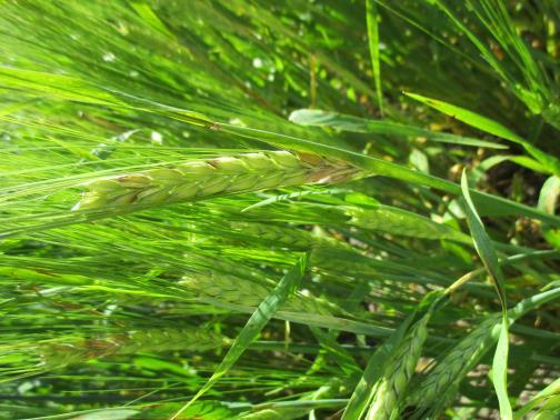Fusarium-tartunnan ennakointi Fusarium-tartunnan riskiaikaa viljan kukinta Säätilojen seuranta pari viikkoa kukinnan molemmin puolin Sade, suhteellinen kosteus >80%= suuri tartuntariski Esikasvi