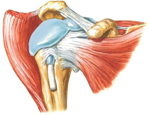 Kiertäjäkalvosin, rotator cuff on tärkein niveltä tukeva elementti. Kiertäjäkalvosinta on muodostamassa scapulasta humeruksen proksimaalipäähän kulkevat lihakset: m.