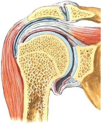 Lisäksi musculus biceps brachiin jänne tukee niveltä. Olkaniveltä tukee Cavitas glenoidalis kraniaalipuolelta luu- ja M.