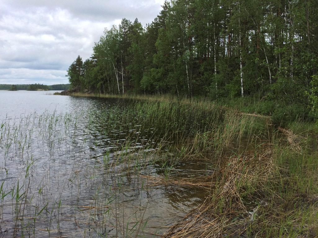 4 Saaren luoteisosan rakentamisalueen rantaa 1.4.3 Erityiskohteet Metsälain erityisen tärkeä elinympäristö Hakkuiden yhteydessä on säästetty pienialainen metsäkuvio (kaavaehdotuksessa MY), jonka