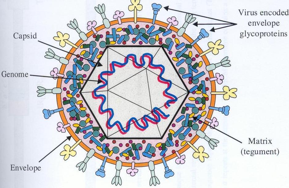 Sytomegalovirus Kaksisäikeinen DNA- virus (läpimitta 180-250 nm) 230 kb genomi, yli 200 proteiinia immediate early (IE) proteiinit säätelevät omaa synteesiään ja aktivoivat