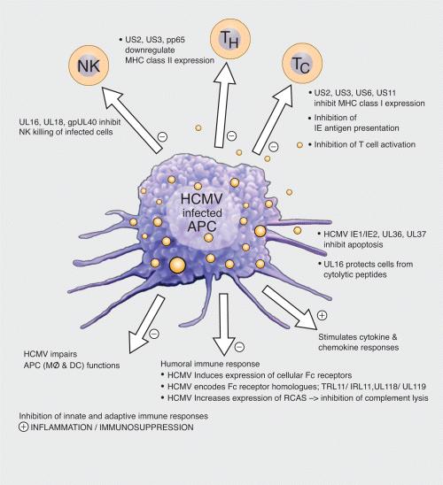 CMV ja immuunivaste CMV tuottaa MHC class I- tyyppisiä proteiineja, jotka sotkevat MHC proteiinien toimintaa, lisäksi inhiboi MHC II- molekyylien ekspressiota CMV modifioi leukosyyttien migraatiota
