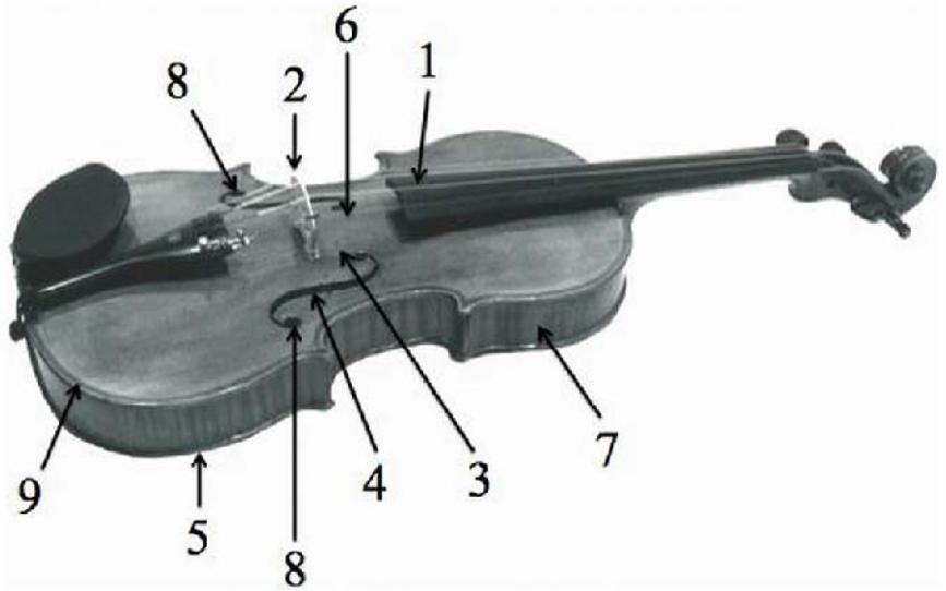 Kuva 10: Viulun rakenne. Äänen tuottamiseen osallistuvat viulun osat ovat numeroituna. [4] 3.1.1 Aallon nopeus kielessä Fysikaaliset suureet, jotka määräävät aallon etenemisnopeuden kielessä, ovat köyden jännitysvoima F ja lineaarinen massatiheys µ, joka on massa pituusyksikköä kohti.
