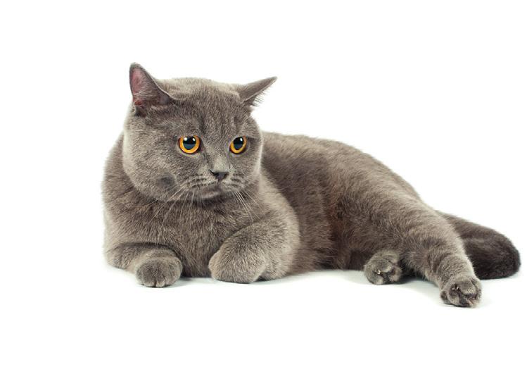 Rasvaa ei voi kokonaan poistaa ruokavaliosta, sillä kissa saa siitä tarvitsemiaan välttämättömiä rasvahappoja, joita se ei pysty itse tuottamaan.