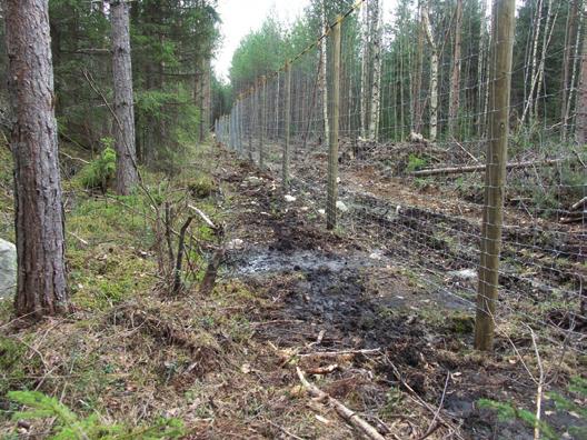 kasvatusmetsämännikköä. Kuva 5.19.