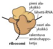 ribosomi-rna: