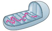 Mitokondrio-rna 16500 emäsparia 37 geeniä: proteiinien, siirtäjä-rna:n ja ribosomi-rna:n valmistamista varten