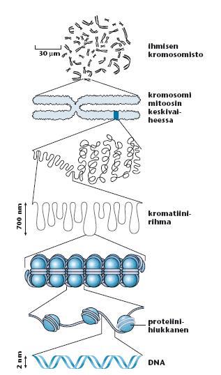 kromosomit koostuvat dna-rihmasta ja siihen liittyvistä histoniproteiineista = kromatiinirihma sentromeeri telomeeri kromatidi = kromosomin haara