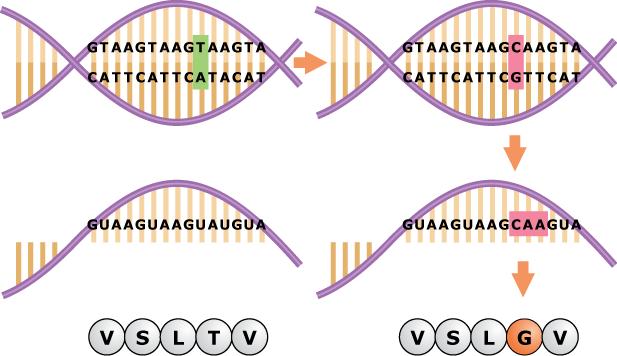 Geenimutaatio eli muutos geenin emäsjärjestyksessä Yksi emäs on muuttunut kolmikkokoodi on muuttunut yksi aminohappo on muuttunut.