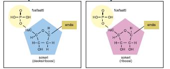 Rna-molekyylit useimmiten yksijuosteista