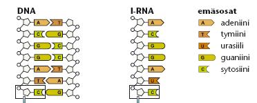 eri rna-tyyppejä: lähetti-rna: kopioi tumassa DNAsta