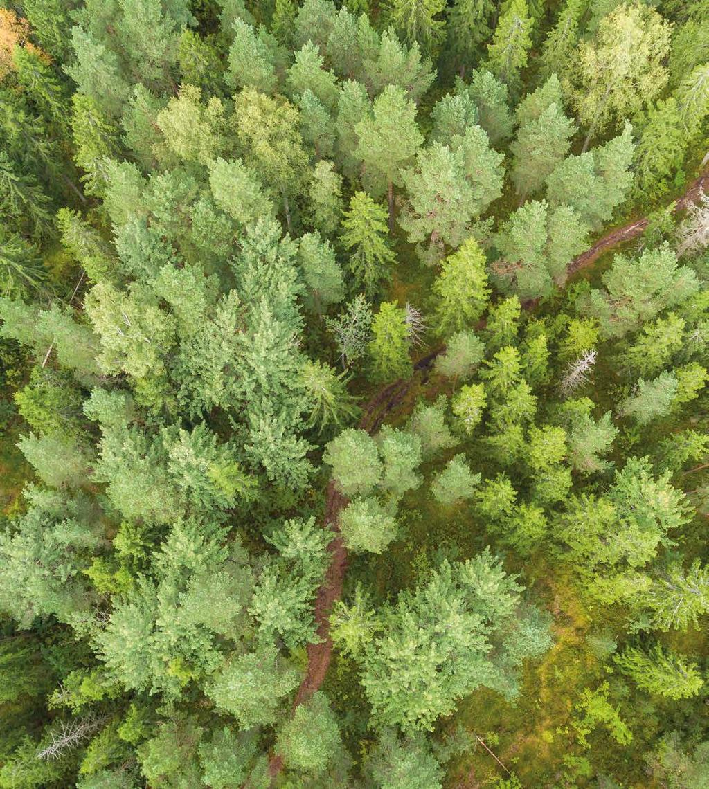 Hyvinvoiva metsä on biotalouden perusta. Metsäteollisuus luo suomalaisille hyvinvointia puuhun perustuvilla ratkaisuilla investoimalla, työllistämällä ja maksamalla veroja.