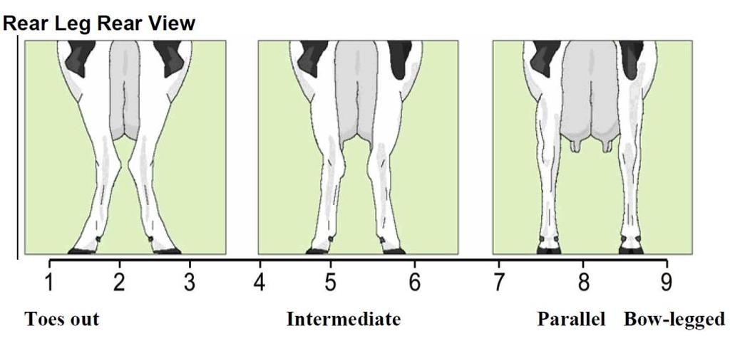 2.4.1 Takajalkojen asento takaa Takaa katsottuna takajalkojen tulisi olla mahdollisimman suorat. Normaali terve lehmä seisoo tasaisesti kaikilla jaloillaan.