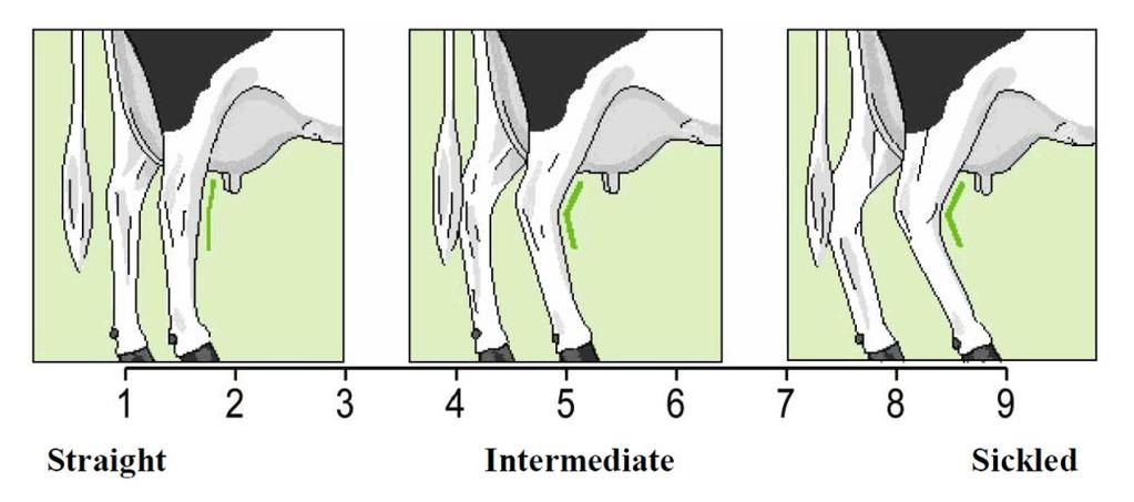 Luuston laatu (International Committee for Animal Recording n.d.) 2.4.4 Kinner Optimaalinen kinnerkulma on 150-155, joka mahdollistaa joustavat liikkeet heikentämättä jalkojen kestävyyttä (Kuva 7).