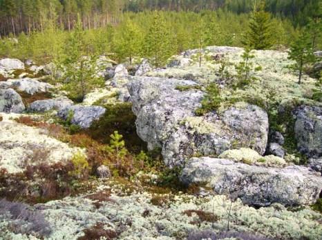Lakeuden luontokartoituksen linnustoselvityksessä 2015 havaittiin Avuttomanmäen kallioilla metson reviiri.