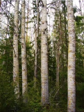 Kenttäkerroksessa kasvaa muun muassa iso- ja pikkutalvikki, mesimarja ja metsäalvejuuri.