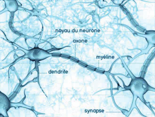 Tieteellinen innovaatio, jossa yhdistyy NEUROKOSMETIIKKA ja GENEETTINEN KOSMETIIKKA MYELIINI DENDRIITTI Reaktiivinen iho on normaalia ihotyyppiä herkempi ja haavoittuvampi.