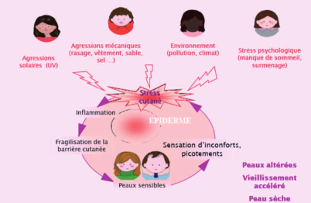 BETA-ENDORFIINI: ANTI-STRESS MOLEKYYLI Uusin tieteellinen tutkimus on paljastanut Beta-endorfiinin osallistuvan epidermiksessä: keratinosyyttien erilaistumiseen ihon kosteutukseen ulkoisista