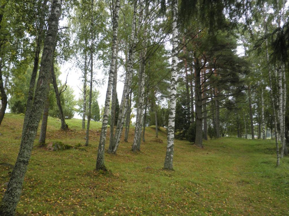 Harvennettavan rantapuuston raivaus voidaan suorittaa joko yhdellä kertaa tai useamman vuoden aikana.
