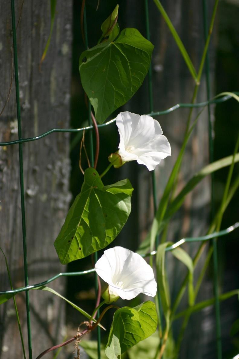 Karhunköynnös Calystegia sepium Karhunköynnökset ovat monivuotisia köynnöstäviä ruohoja, jotka tunnetaan myös nimillä elämänlanka tai isokierto. Kasvilla on herttamaiset lehdet.