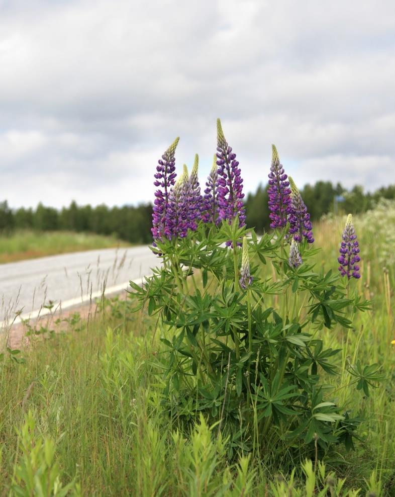 Komealupiini Lupinus polyphyllus Komealupiini on monivuotinen 50 150 cm korkea hernekasvi.