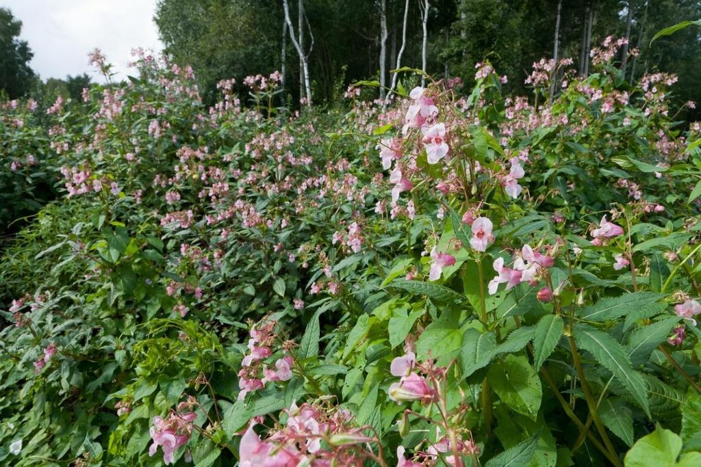 Jättipalsamikasvusto kasvaa läpitunkemattomaksi