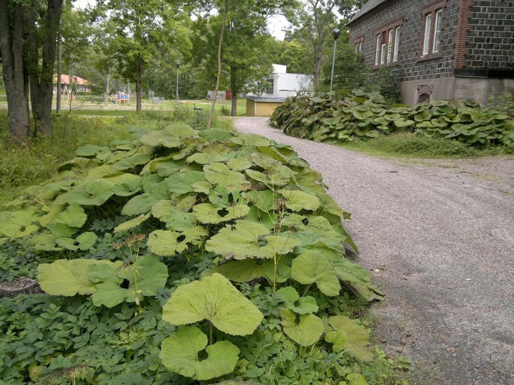 Etelänruttojuuren jättimäiset lehdet peittävät alleen muun kasvillisuuden.