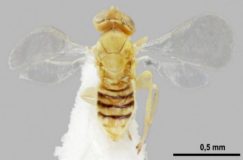 Sahlbergia 20.2 (2014), 22-27 23 Kuva 1. Aphelinus tetrataenion naaras (kuva Pekka Figure 1. Aphelinus tetrataenion female (photo Pekka Kuva 2. Ablerus atomon naaras (kuva Pekka Figure 2.