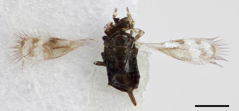 Azotidae ja Eriaporidae -heimoilla ei ole vielä suomenkielistä nimeä.