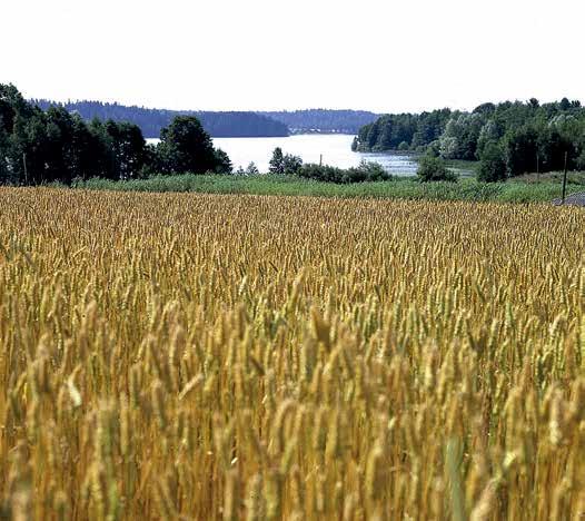 Suomen pellot tuottavat vuosittain 700 800 miljoonaa kiloa vehnää. epidemiologian kuin kliinisen lääketieteen asiantuntemusta.