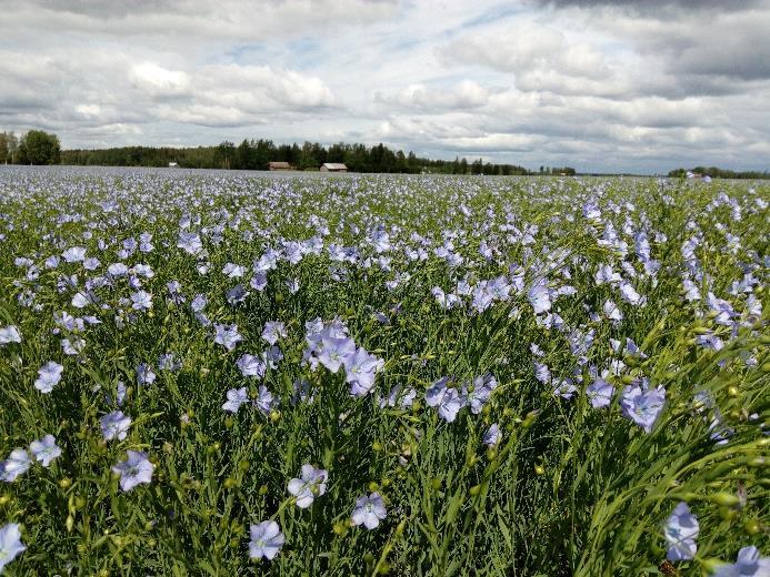 Öljypellavalla maltilliset tuotantokustannukset ja työpanokset Panoskäyttö maltillista: Typpilannoitustaso vain ~50-80 kg/ha Ei tuholais- tai kasvitautitorjuntaa