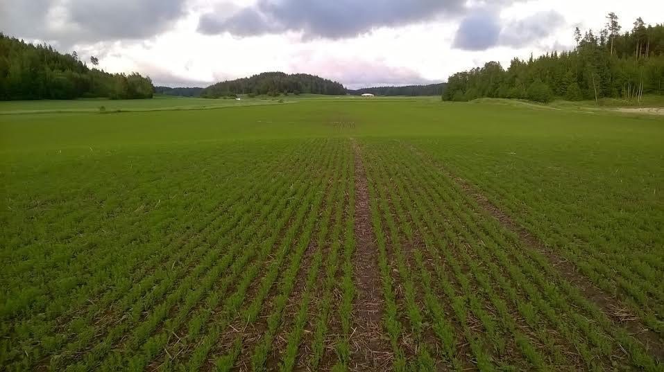 Tavoitteena tasainen kasvusto Kylvö ajoissa Kestää myös hallaa Viileä maa ok lähtee hitaasti, mutta tasaisesti alkuun