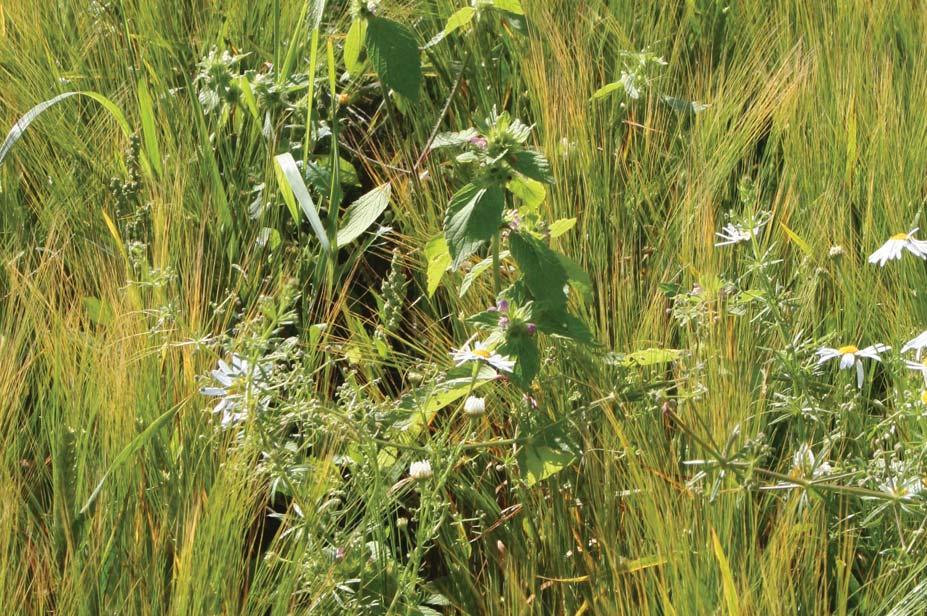 Rikat vievät ravinteita viljoilta Bayerin ja Yaran Kotkaniemessä tehdyn kokeen mukaan kaksisirkkaiset rikkakasvit ottavat pellosta huomattavia määriä typpeä, fosforia ja kaliumia.