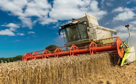 Punahomeita aiheuttavat eri Fusarium-sienet, jotka säilyvät maassa kasvijätteessä ja siemenessä aiheuttaen tyvitautia ja heikentynyttä itävyyttä.