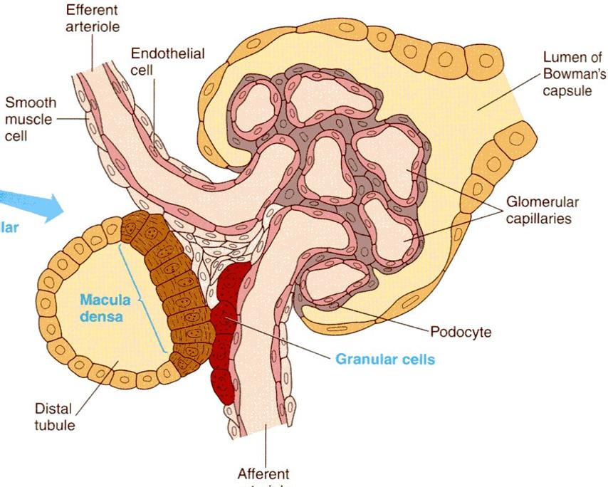 Reniini angiotensiini aldosteroni järjestelmä Reniiniä vapautuu glomeruluksen afferentin One kidney Goldblatt hypertensio arteriolin muuntuneista sileälihassoluista