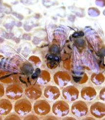 Luomumehiläiset Keski-Suomessa Mehiläispesiä (1514 kpl) Keski-Suomessa on eniten koko