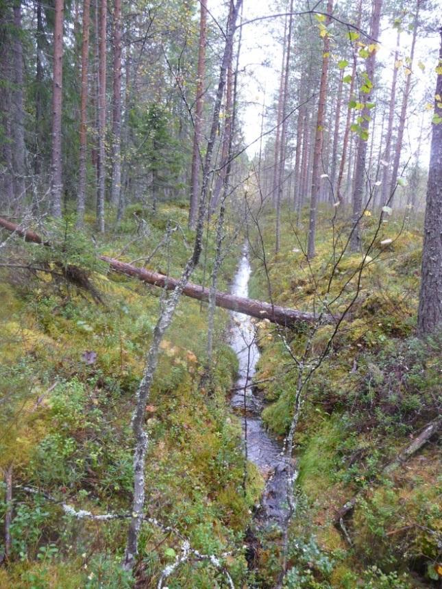 kaivettua