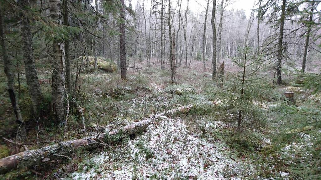 Uuden reitin perustaminen Erityisesti metsäisiä