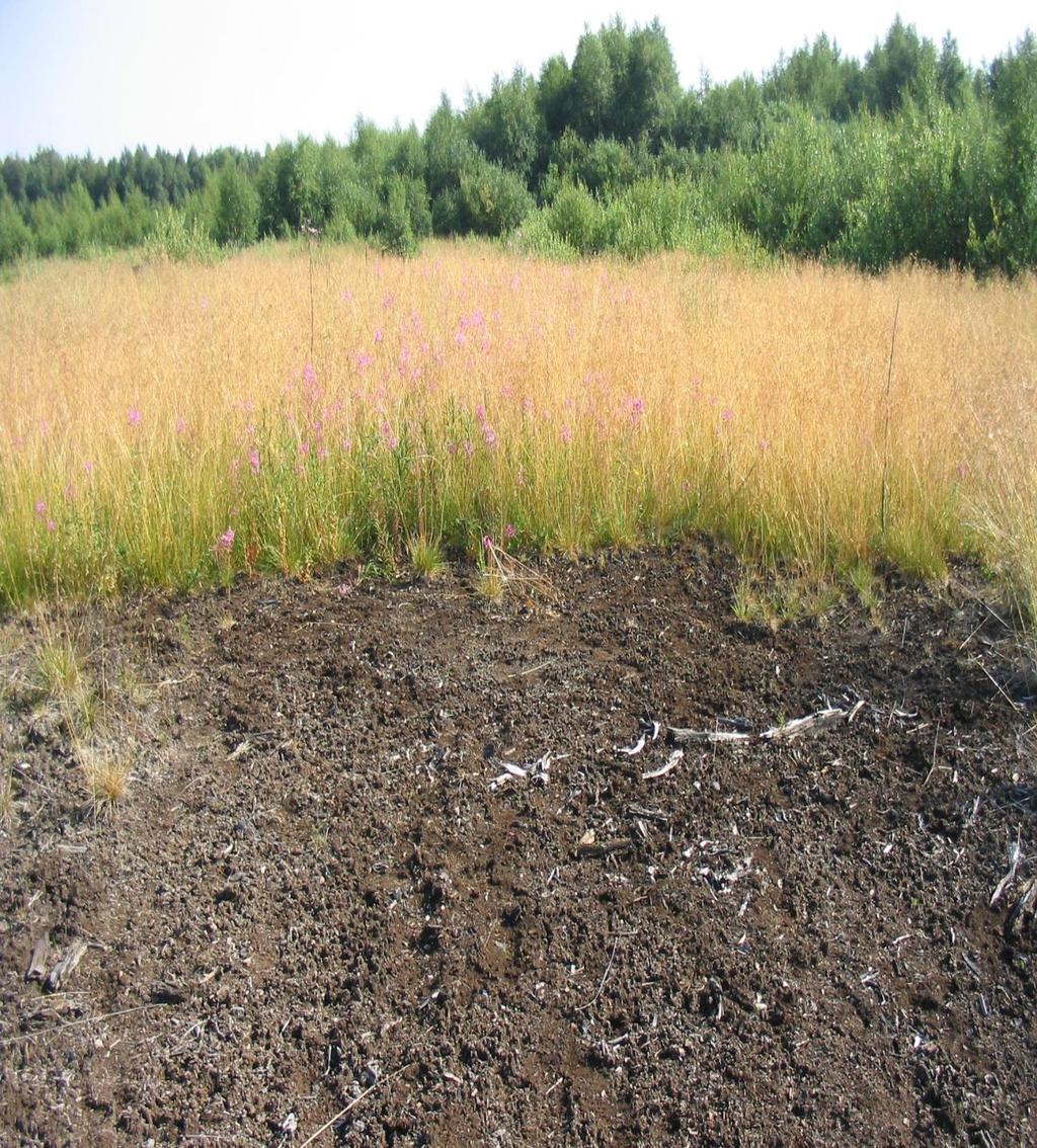 Metsityksen alkuvaihe tuhkalannoitetulla suopohjalla CO 2 Sammalet -estävät eroosiota -helpottavat puun taimien alkukehitystä -sitovat raskasmetalleja Kasvillisuus -sitoo