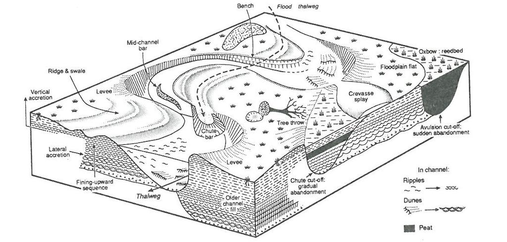 Uomien morfologisia