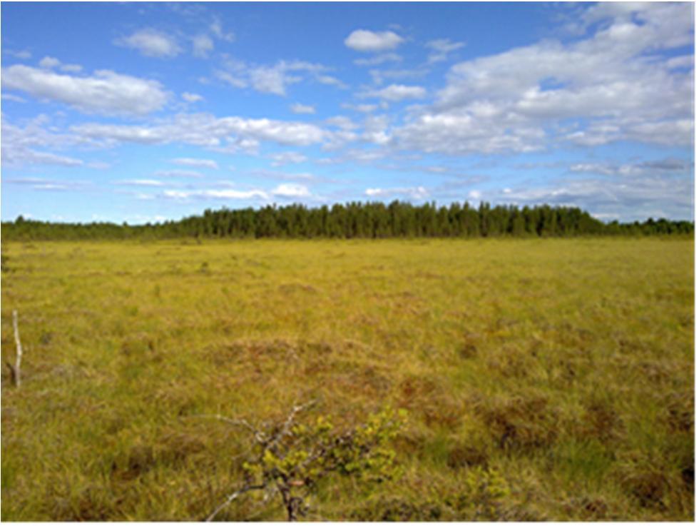 lyhytkorsinevaa on kohteilla 4 (vasen) ja 5 (oikea).