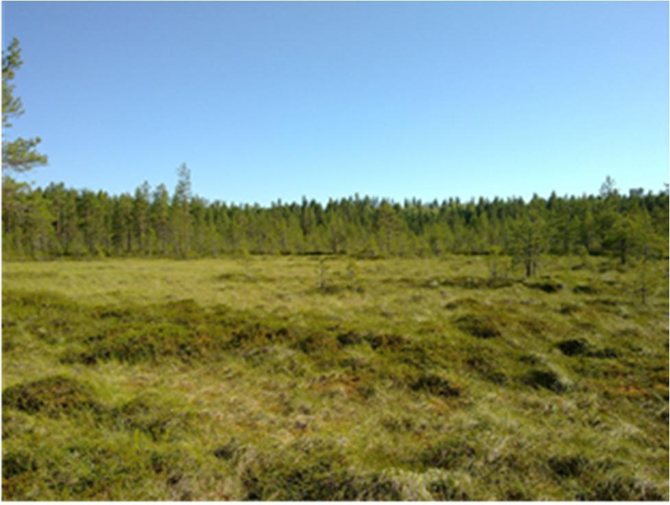 Jalasjärven Kontionnevalta lähinnä luonnontilaista