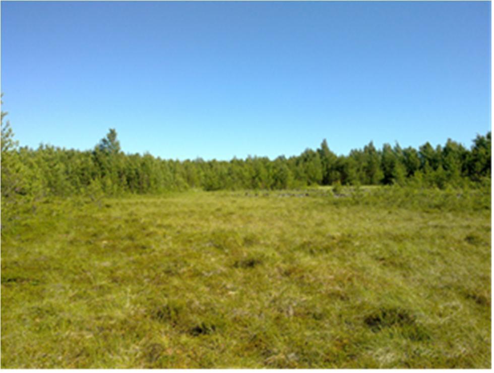 kuivahtaneet. 3.