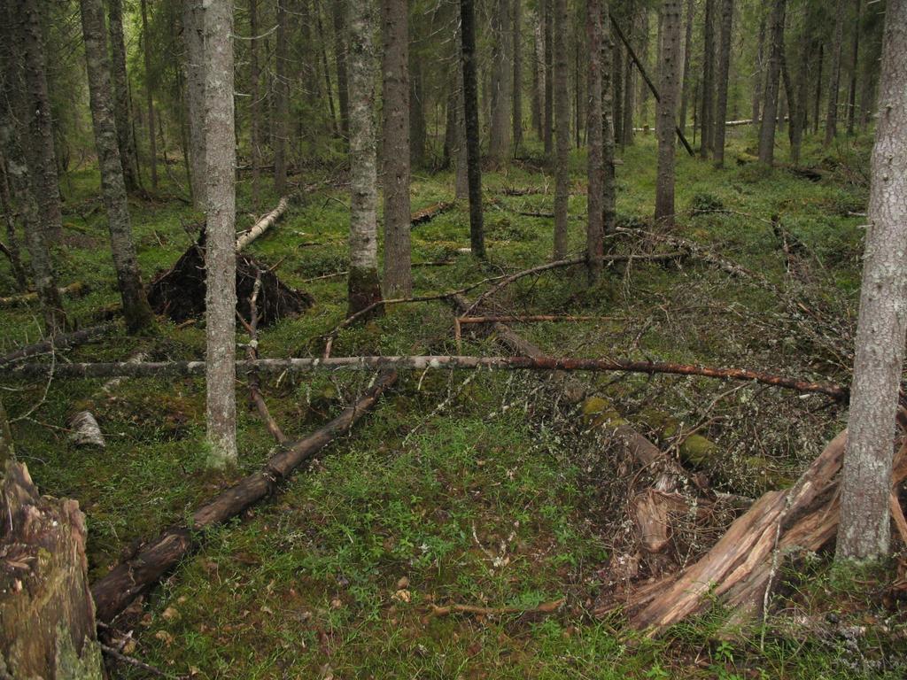 Vaihtoehtoiskustannukset Valittu vaihtoehto: Suojelu Seuraavaksi paras vaihtoehto, jota ei kuitenkaan valita: metsätalous