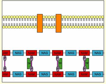 Bakteerien peptidoglykaanien