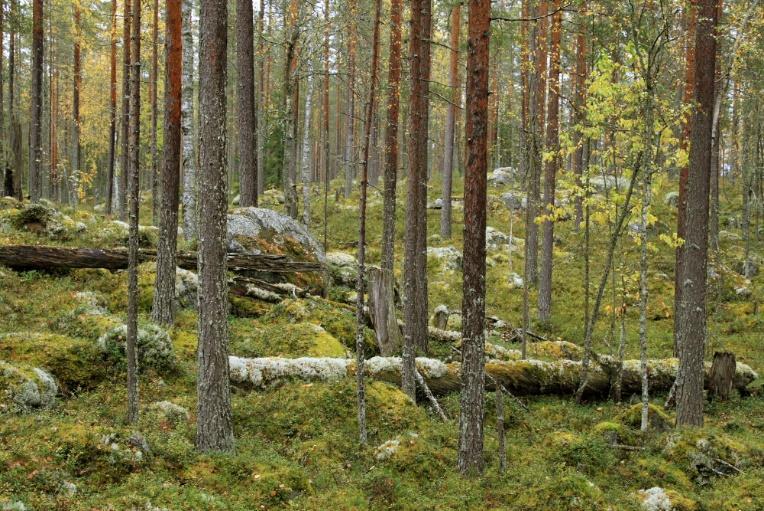 Vastaavia metsiä on SuoMaa-rajauksella ainakin suojelualueen koillispuolen hakkuaukon luoteis-, pohjois- ja itäpuolella, Löytönevan itä-koillispuolella sekä lännessä Suurijärven