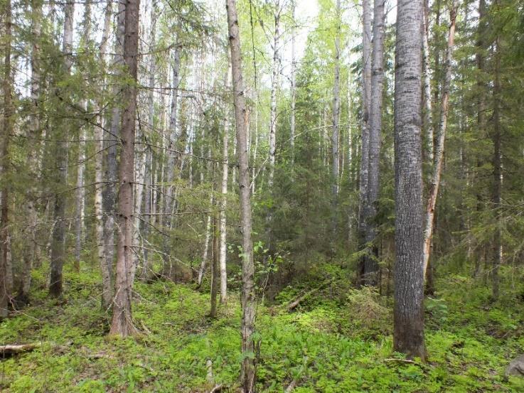 30 2.2.4 Iilijärven metsät, Toivakka (SLL Keski-Suomi 2015) http://www.sll.fi/keski-suomi/luonto/metsat/suojeluesitykset/suojeluesitys-upm2015/toivakka_iilijarven_metsat.