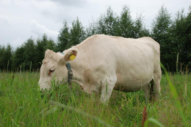 Kuva 2. Länsisuomenkarjaeläin sopii hyvin luonnonlaitumille (Kuva: Heta Niemi 2009) Maisemalaidunnuskohteina ovat useimmiten luonnonlaitumet ja joutomaat.